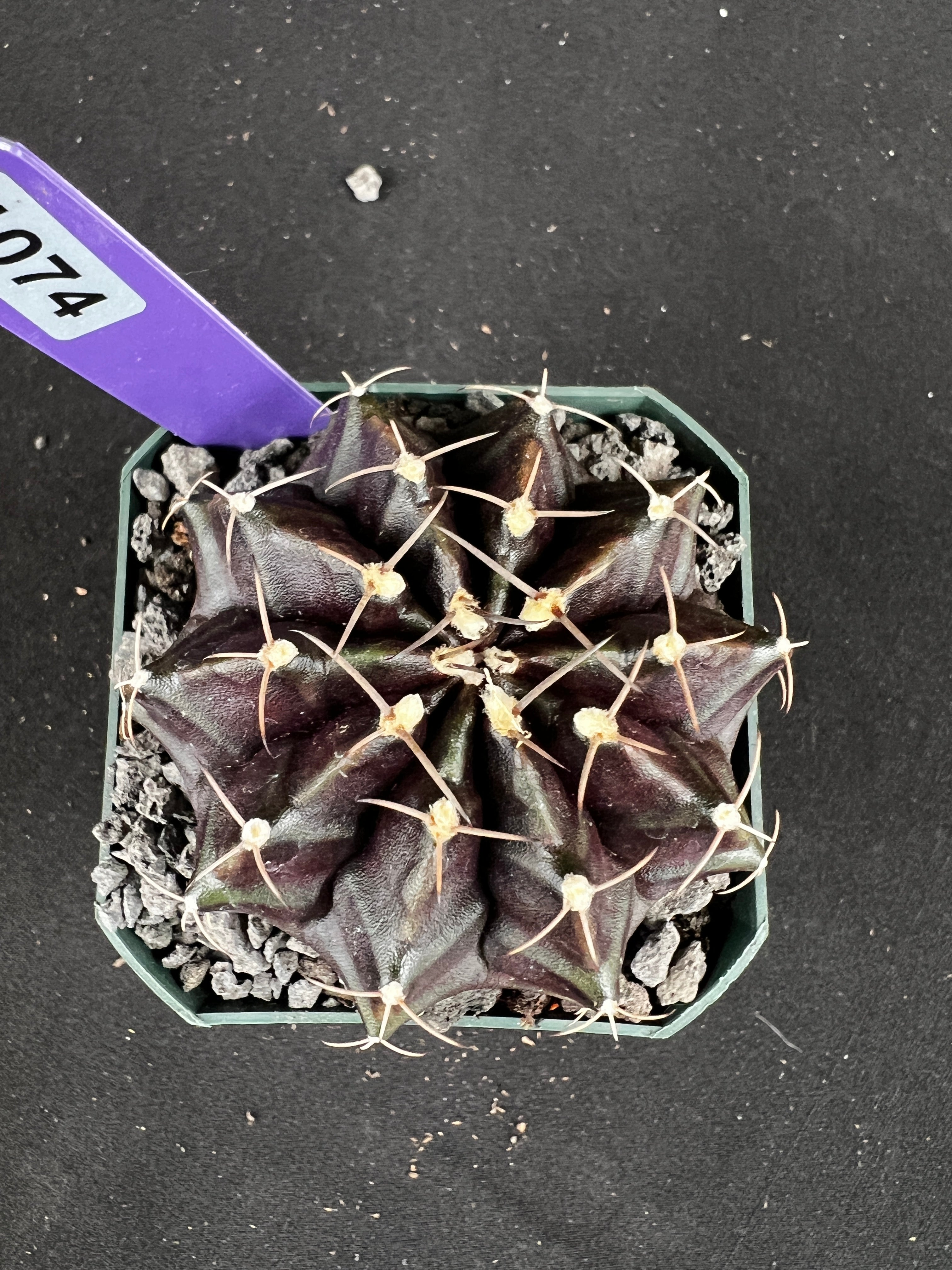 Gymnocalycium Mihanovichii f. Black Widow