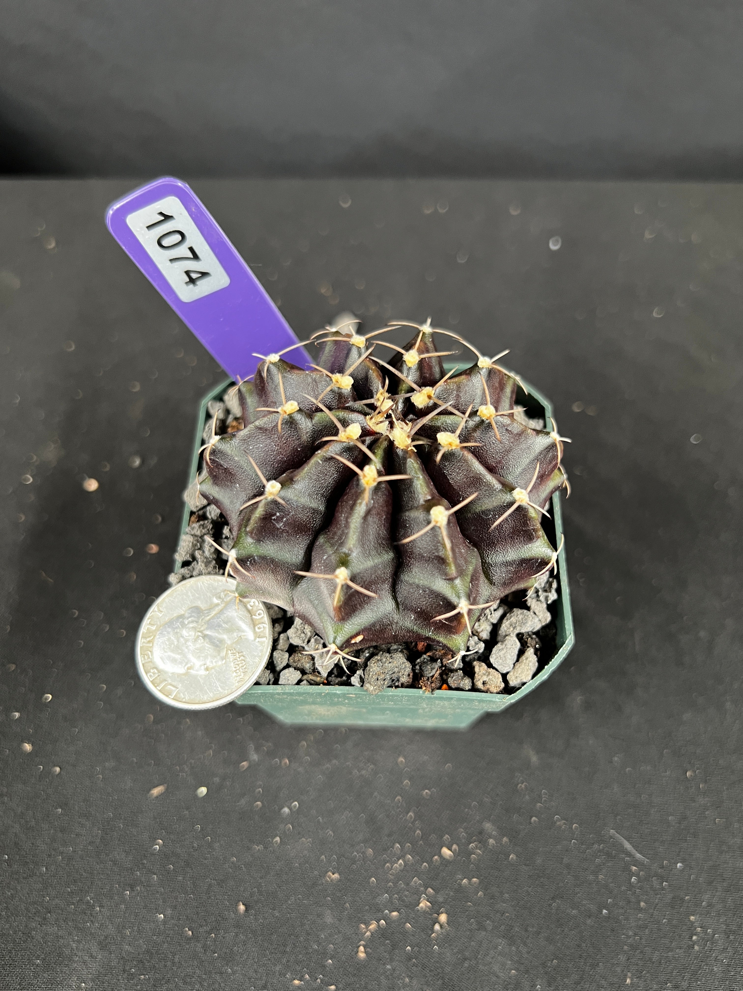 Gymnocalycium Mihanovichii f. Black Widow