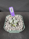 Ariocarpus Lloydii Seedling Cactus