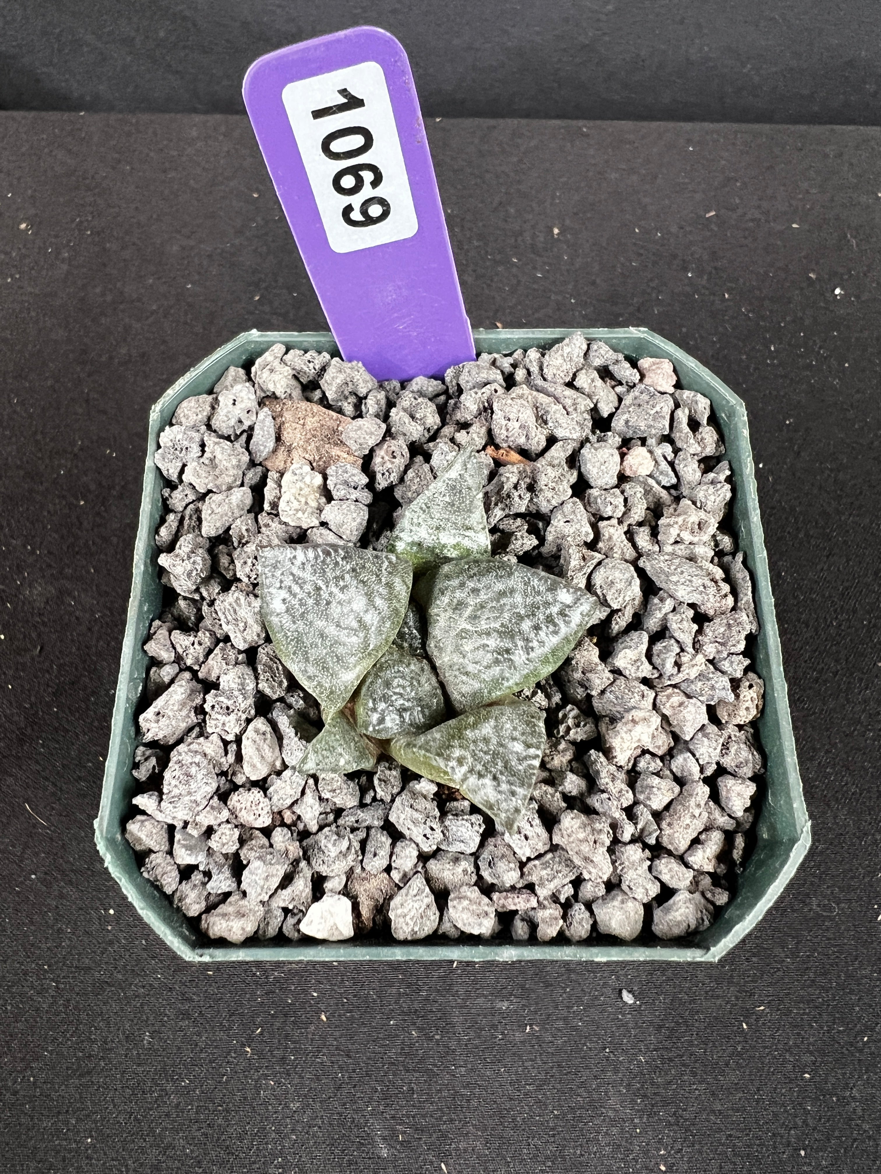 Ariocarpus Lloydii Seedling Cactus