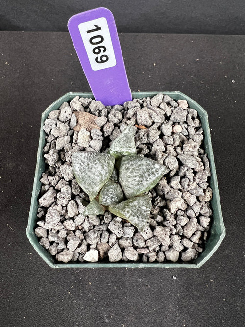 Ariocarpus Lloydii Seedling Cactus
