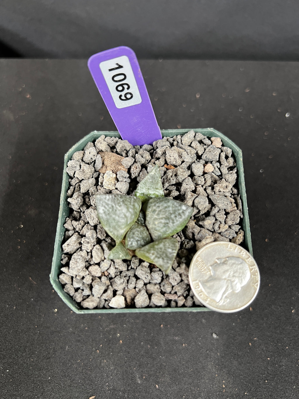 Ariocarpus Lloydii Seedling Cactus