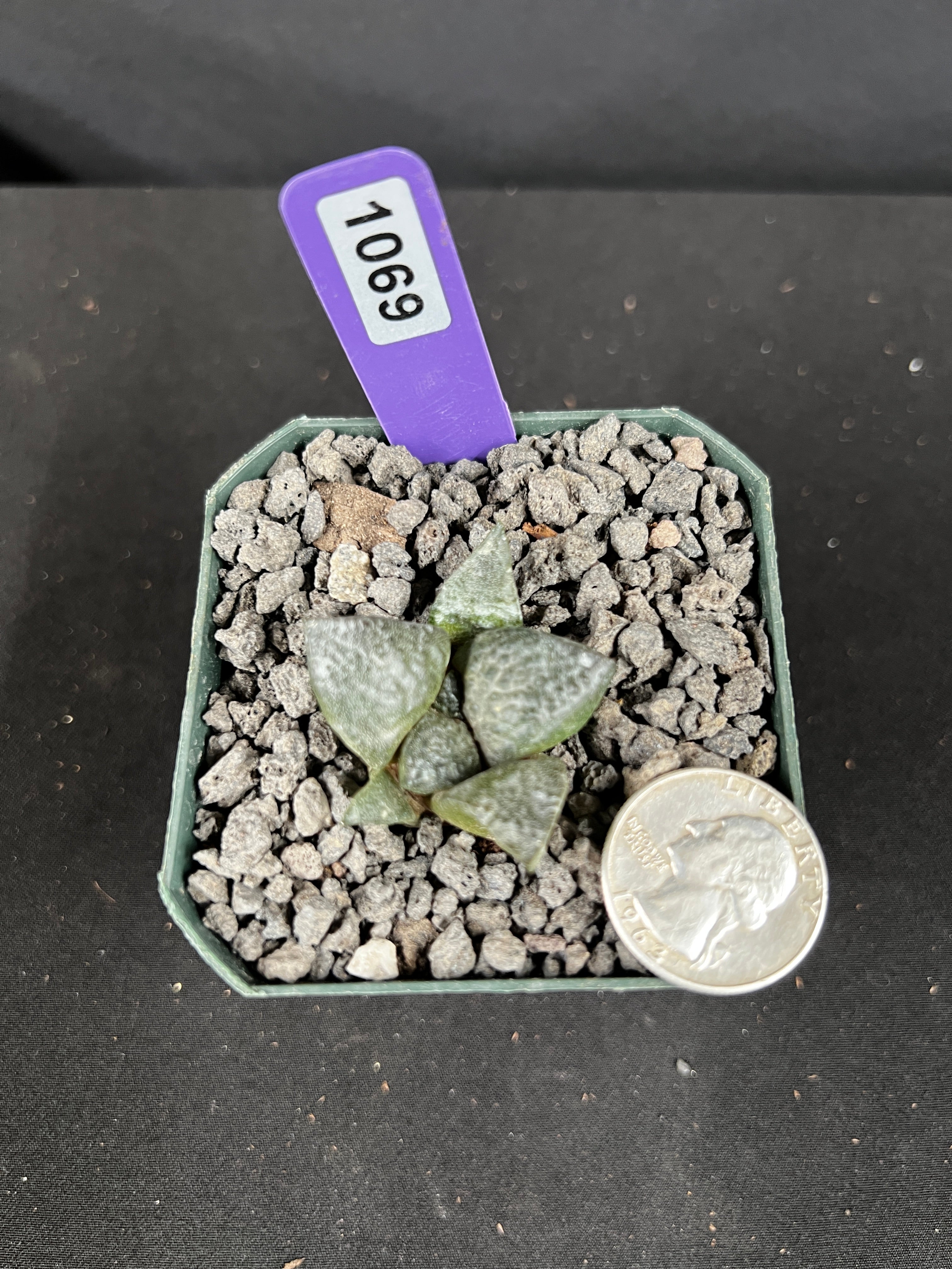 Ariocarpus Lloydii Seedling Cactus