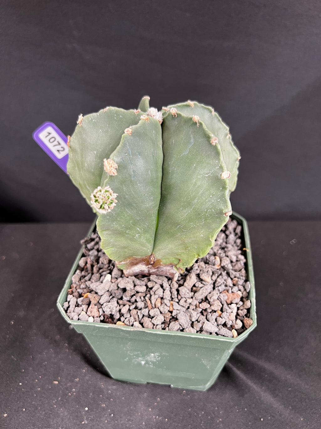 Astrophytum Myriostigma Cactus