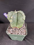 Astrophytum Myriostigma Cactus