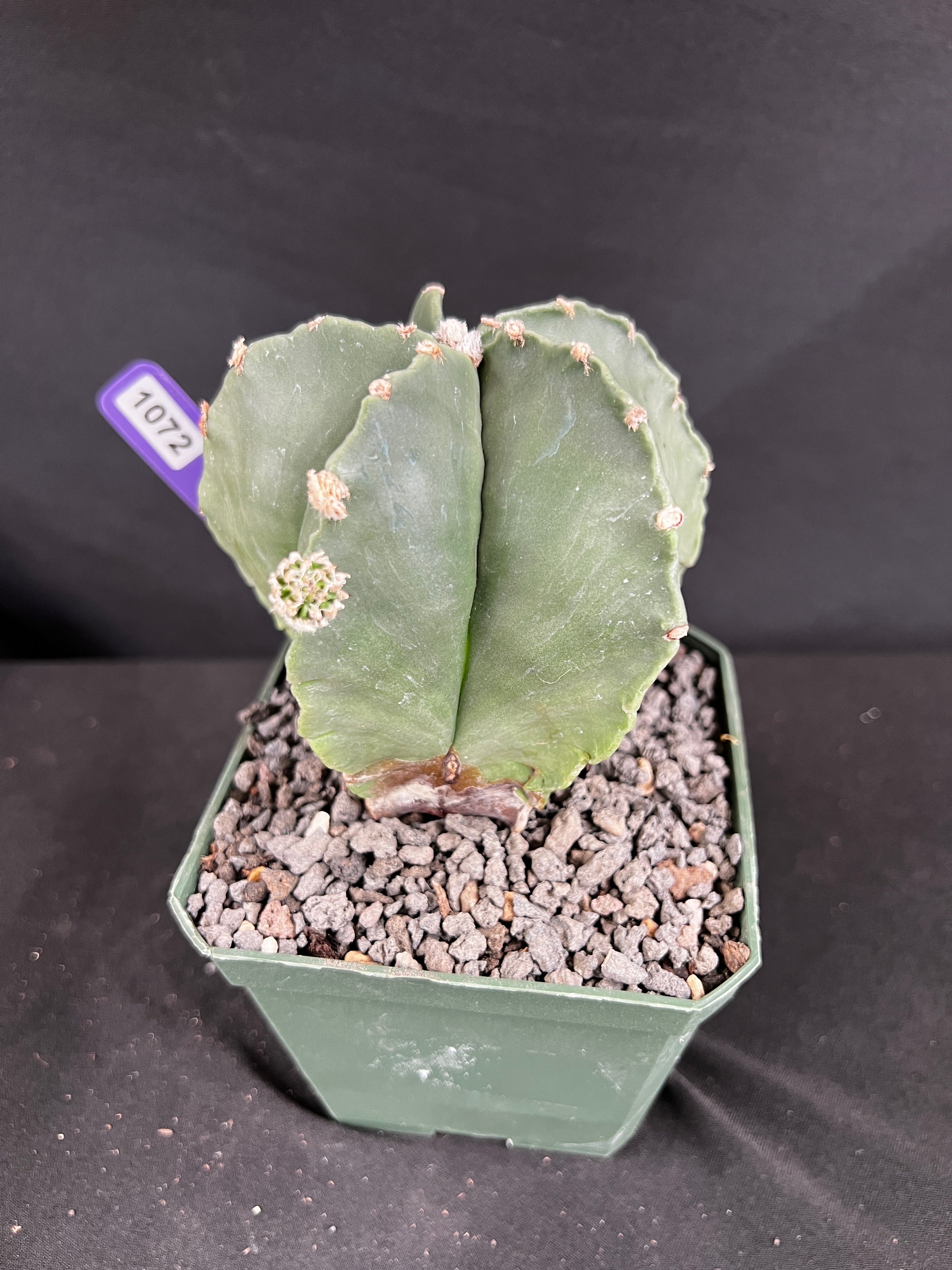 Astrophytum Myriostigma Cactus