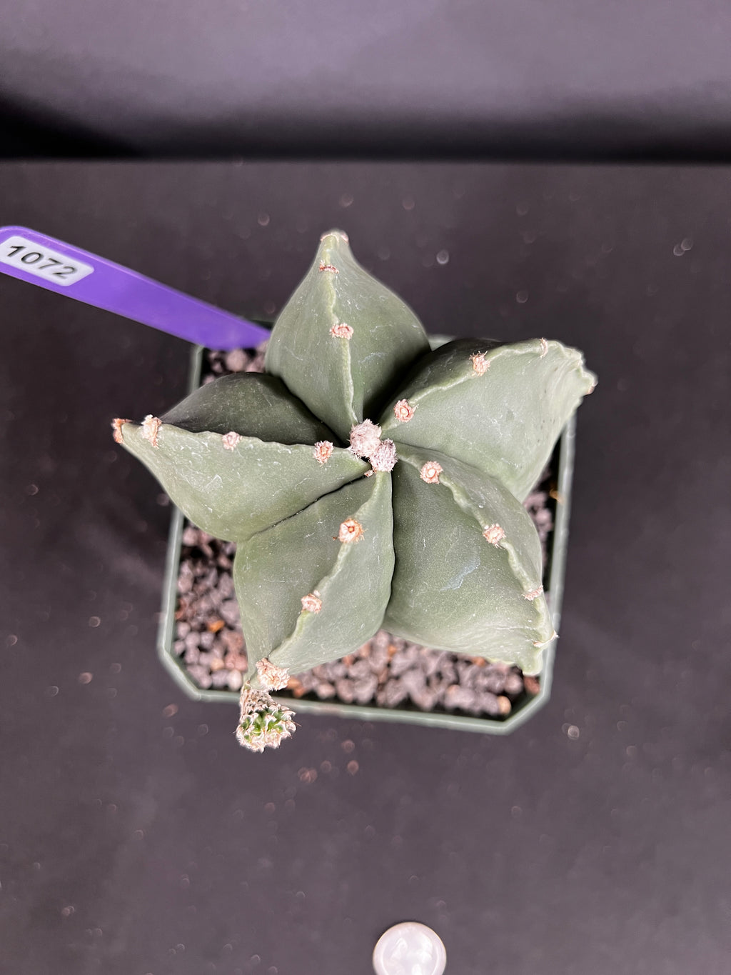 Astrophytum Myriostigma Cactus