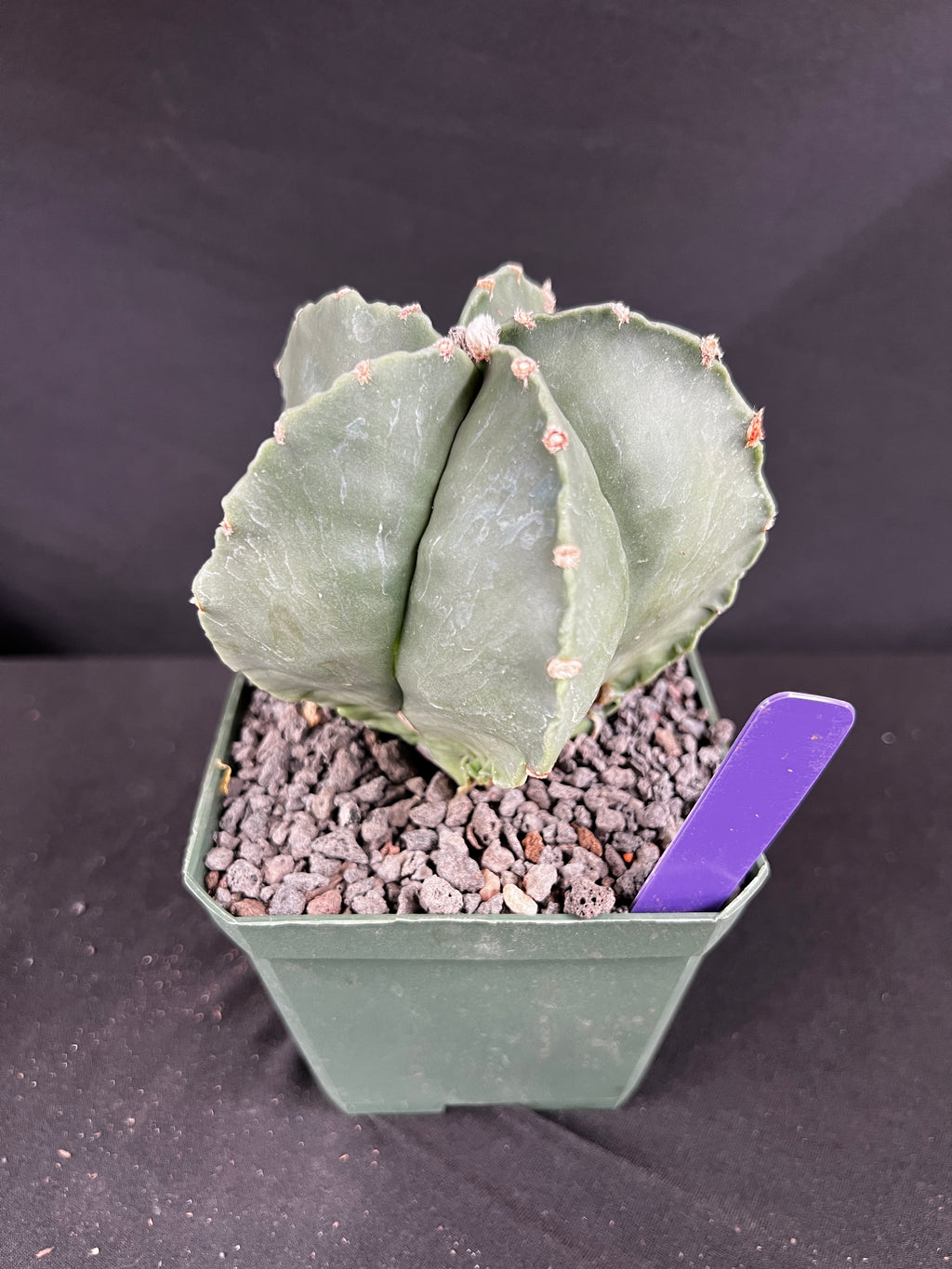 Astrophytum Myriostigma Cactus