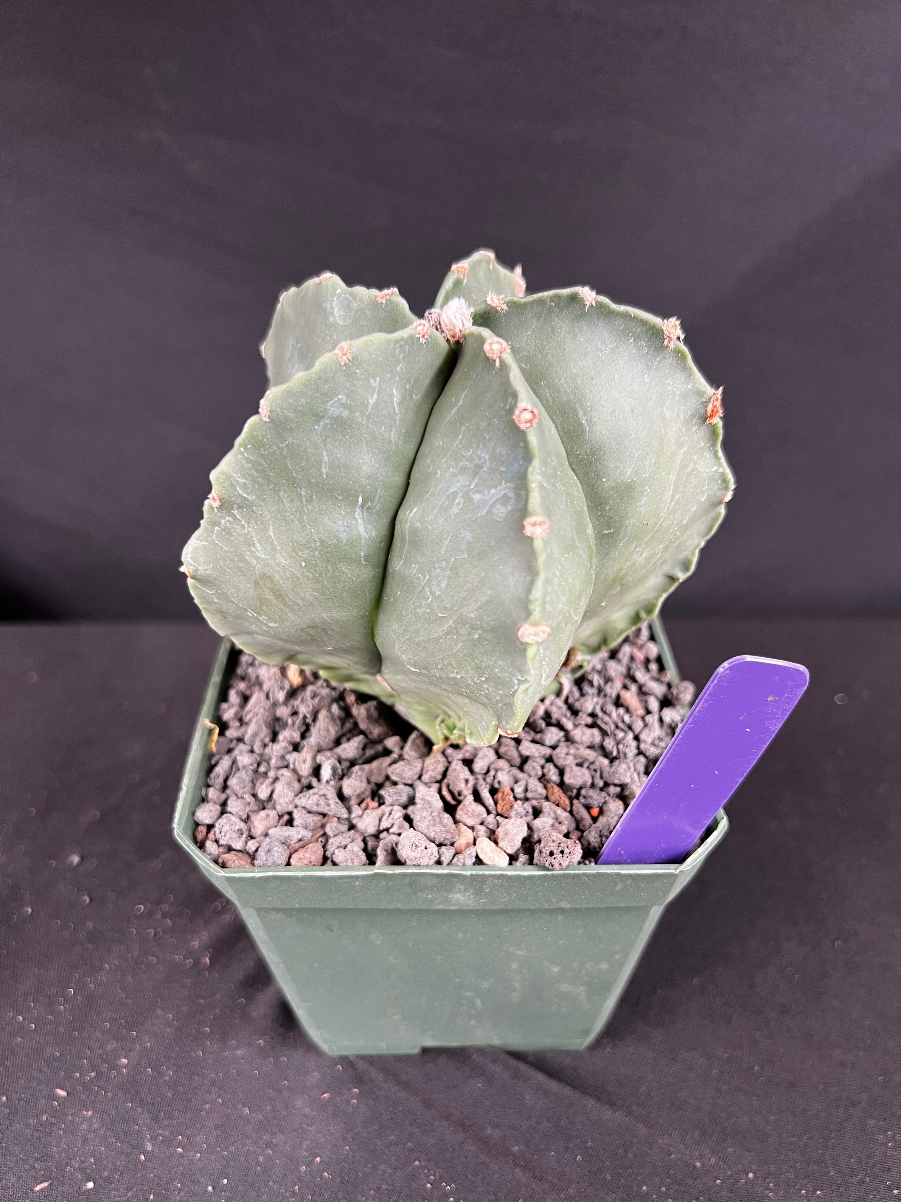Astrophytum Myriostigma Cactus