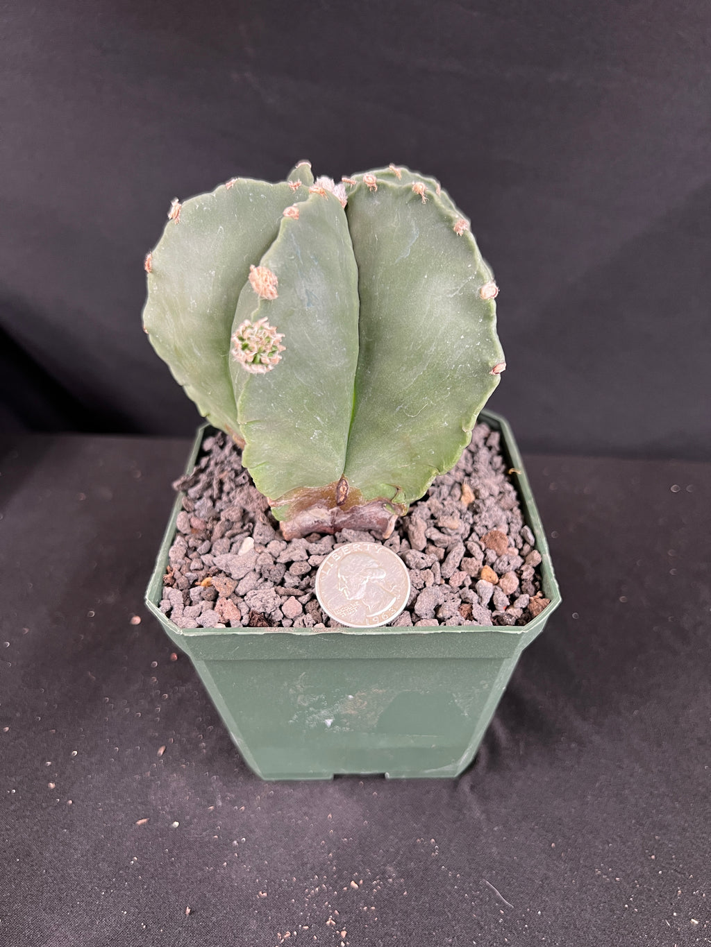 Astrophytum Myriostigma Cactus