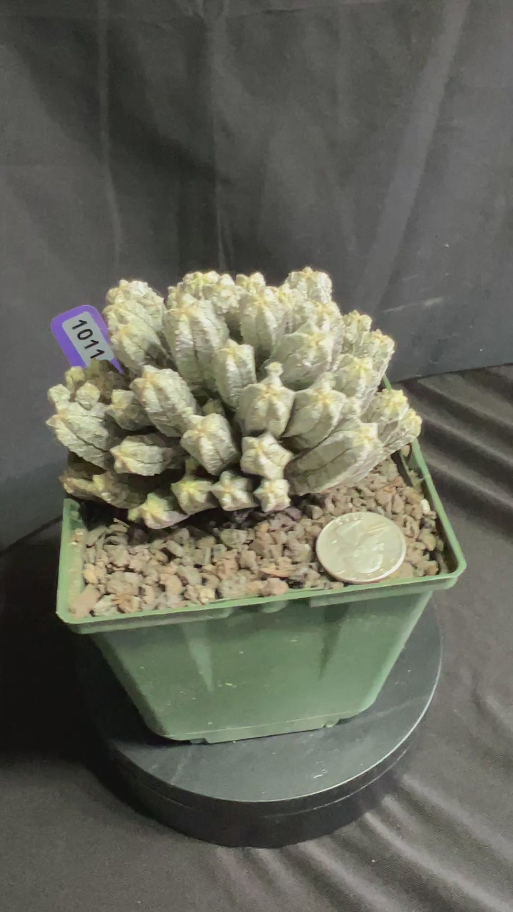 Astrophytum Myriostigma cv. Huboki