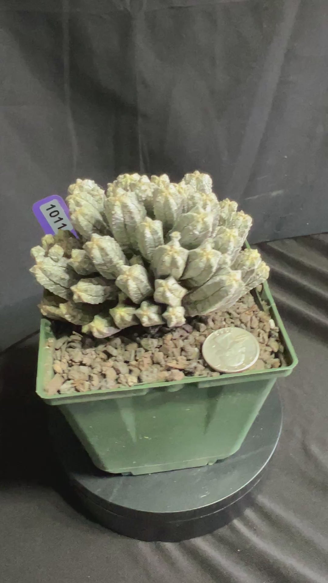 Astrophytum Myriostigma cv. Huboki