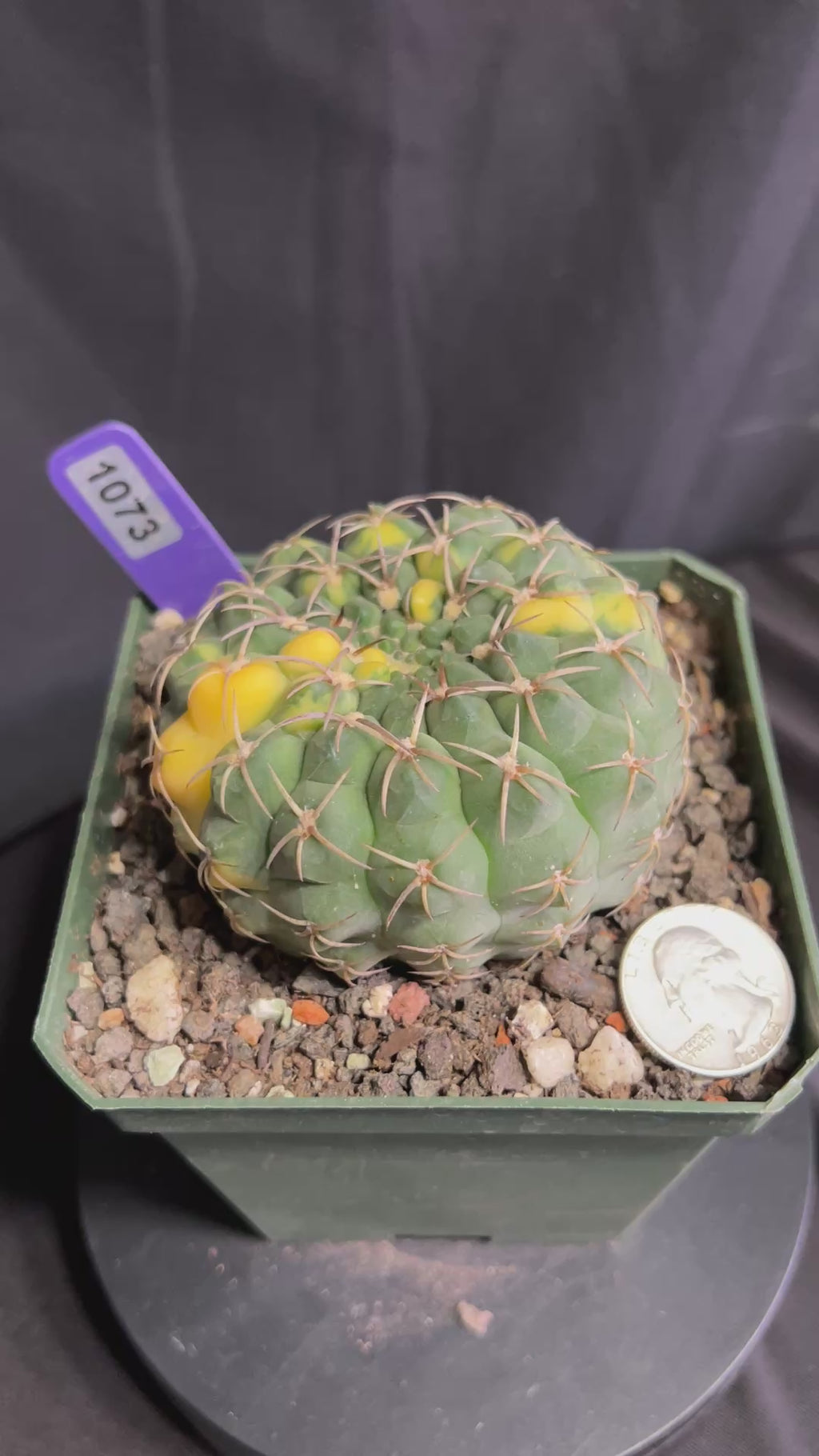 Gymnocalycium Ochoterenae Vaiegated