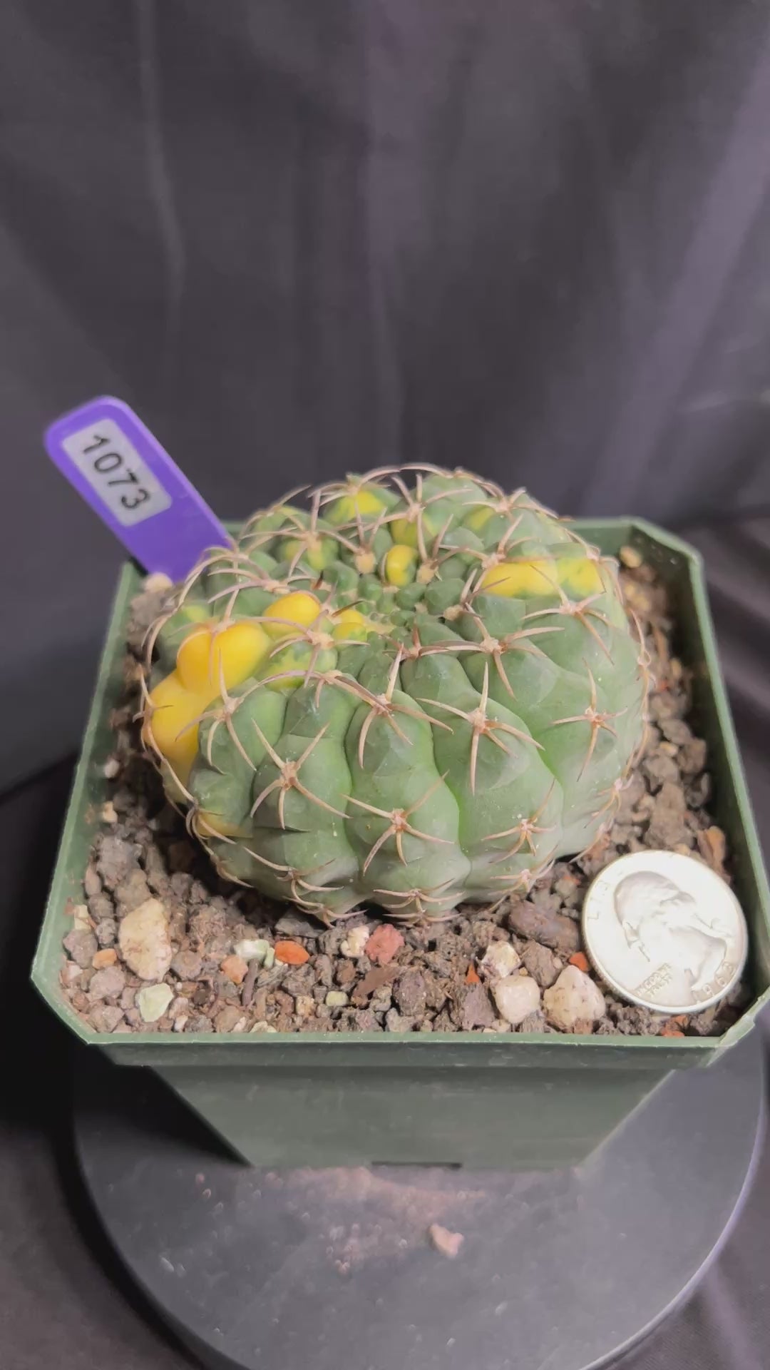 Gymnocalycium Ochoterenae Vaiegated