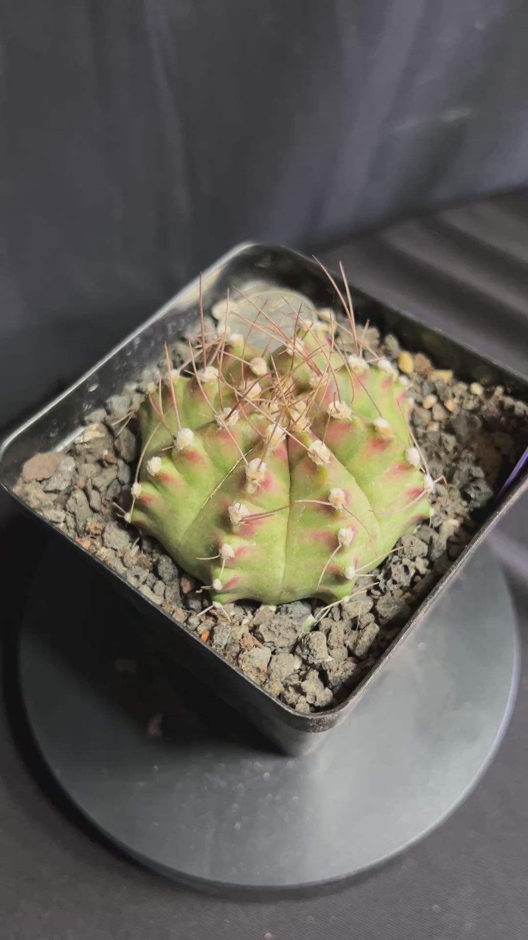 Gymnocalycium Mihanovhcii NEON