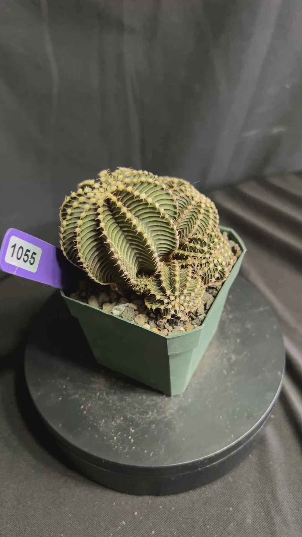 Gymnocalycium cv. VOS 9R001