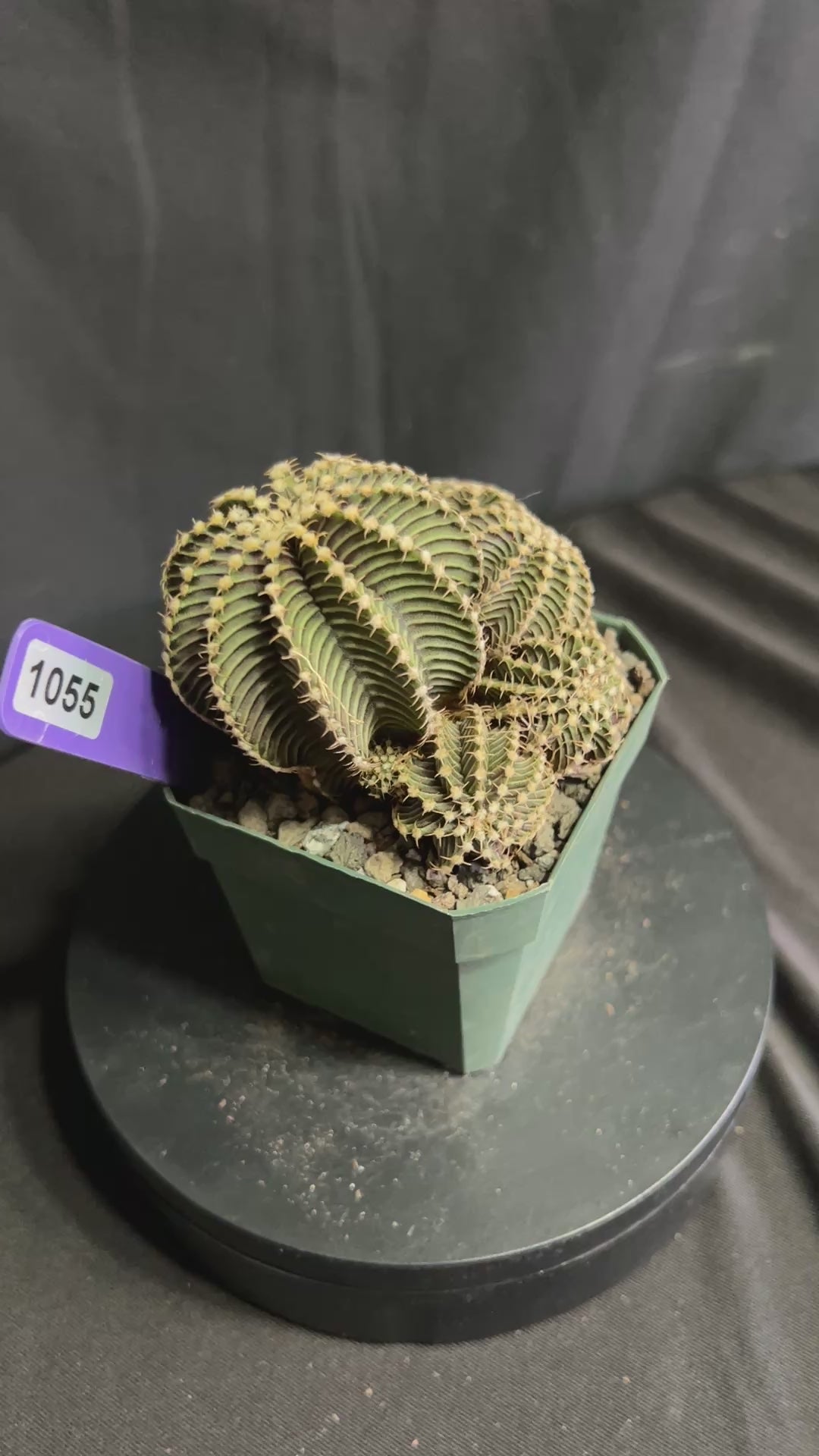 Gymnocalycium cv. VOS 9R001