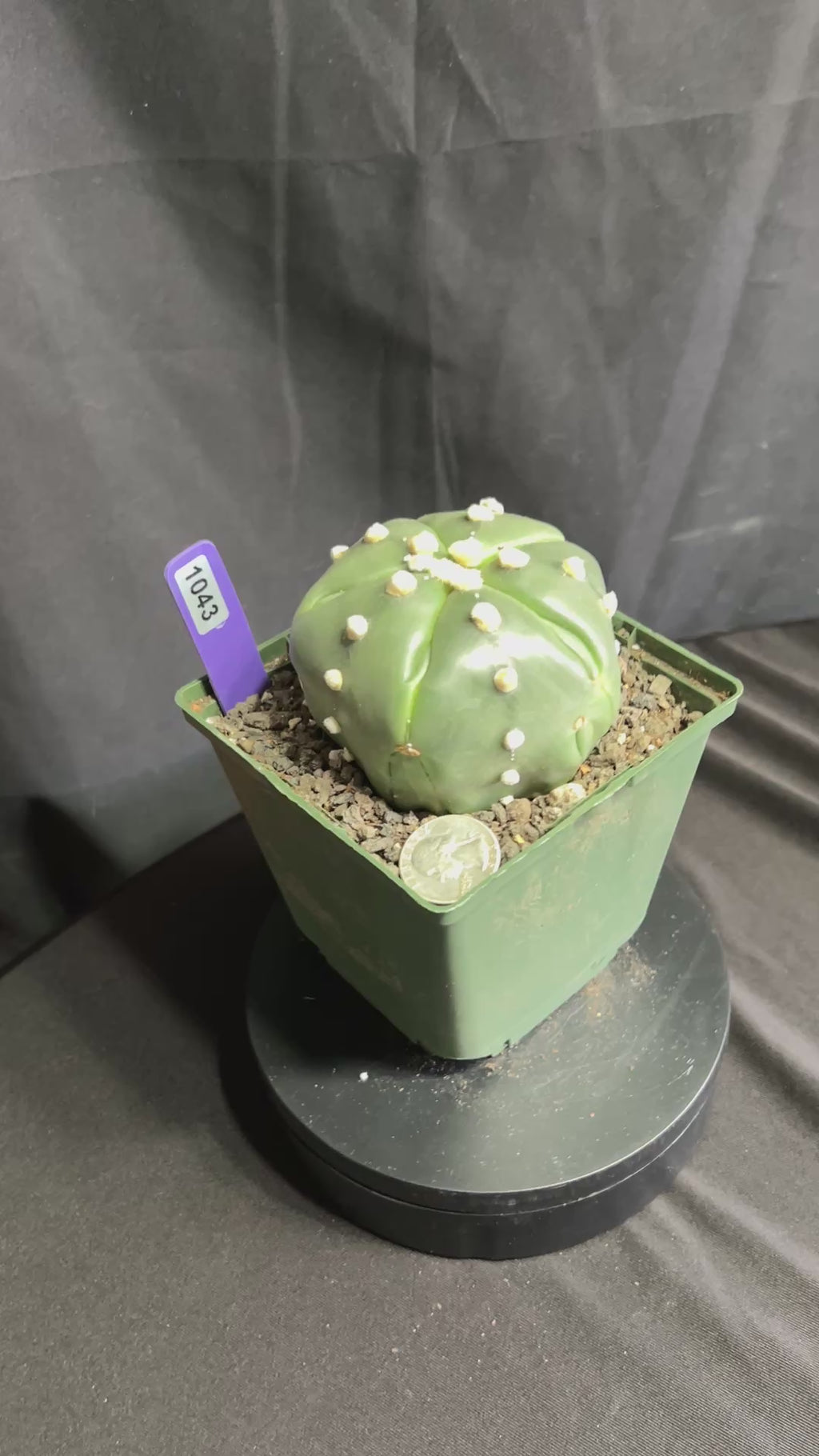 Astrophytum Asterias cv. Goryo Kabuto (5 Ribs) + Fukuryu + Ooibo + Ruri (Nudum)