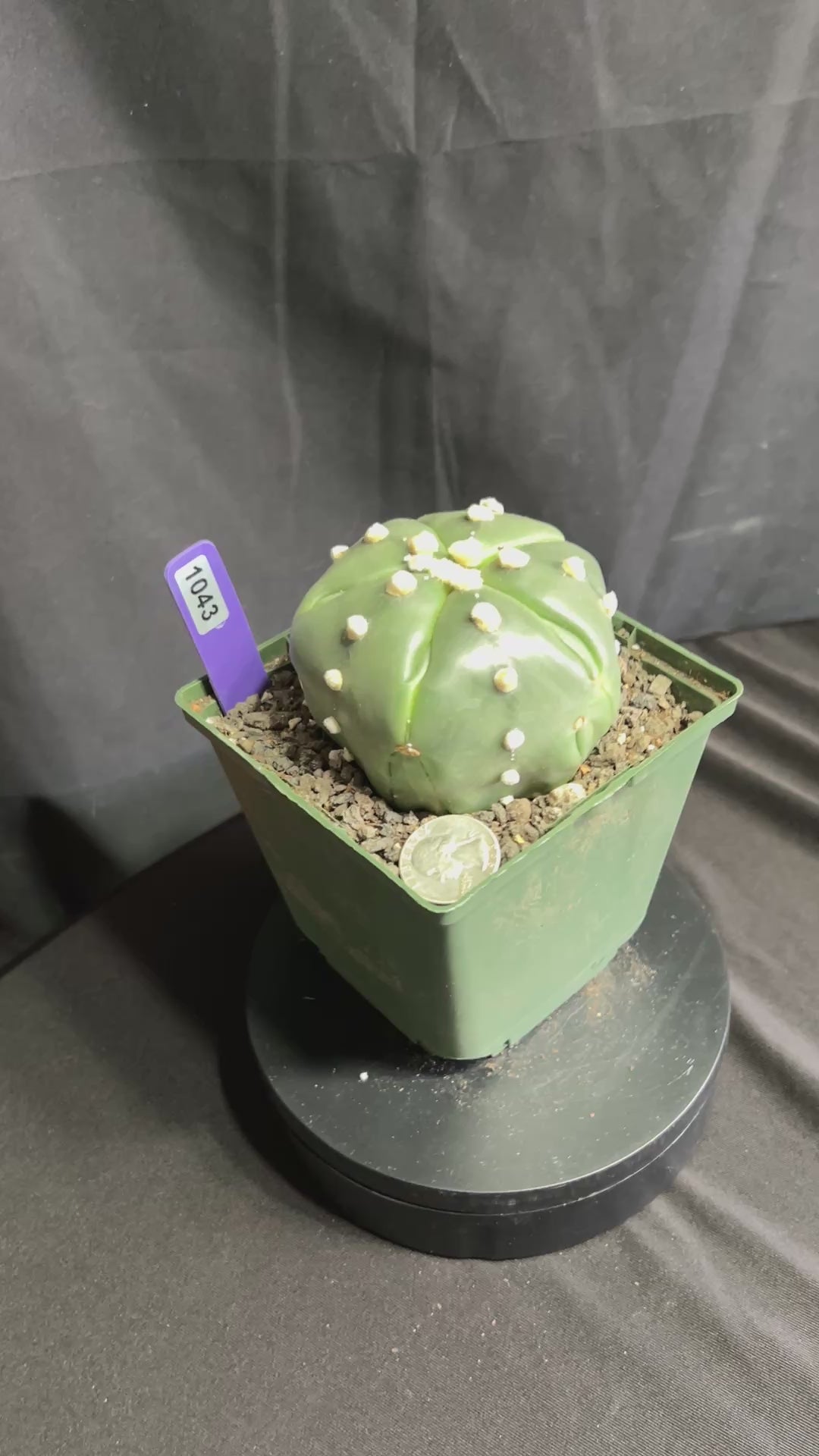 Astrophytum Asterias cv. Goryo Kabuto (5 Ribs) + Fukuryu + Ooibo + Ruri (Nudum)