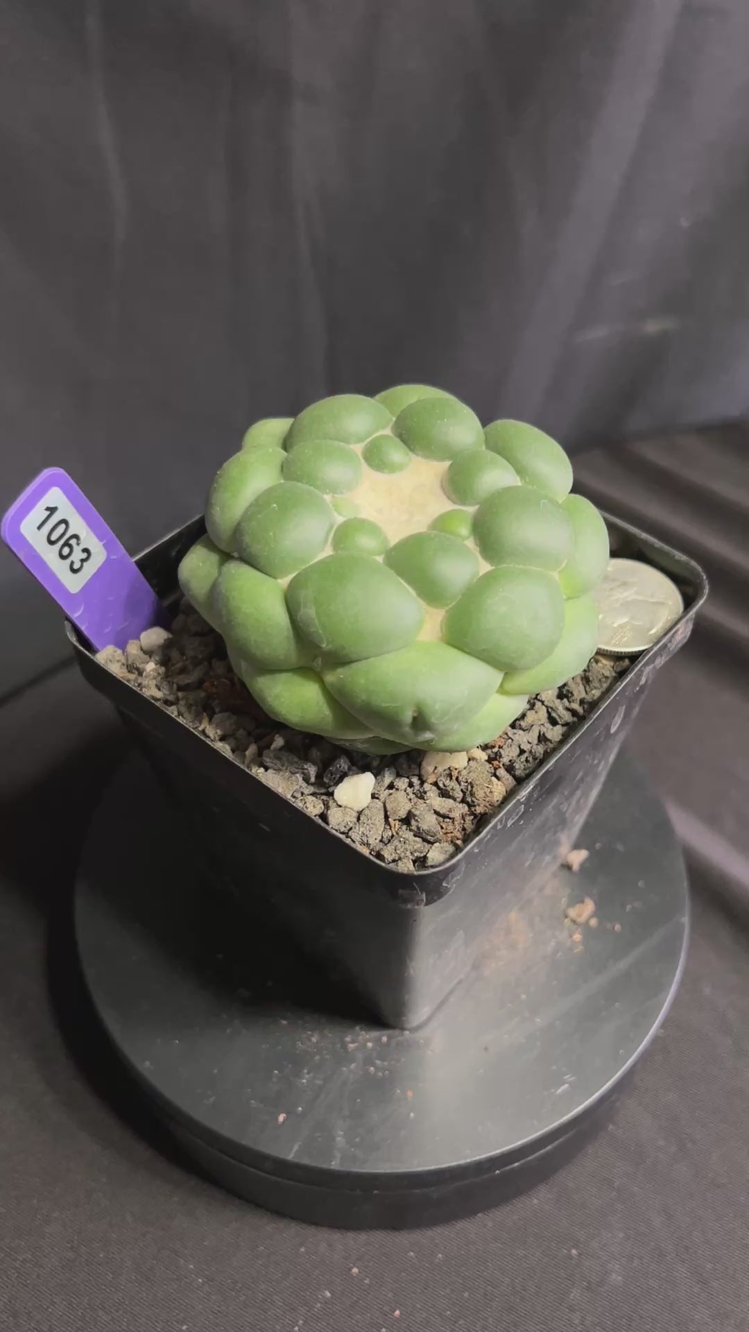Coryphantha Elephantidens cv. Inermis